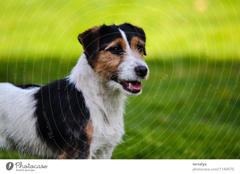 Jack Russell Terrier Tier Haustier Hund Tiergesicht 1 beobachten Blick stehen Freundlichkeit Fröhlichkeit schön feminin grün loyal Interesse Freude Glück