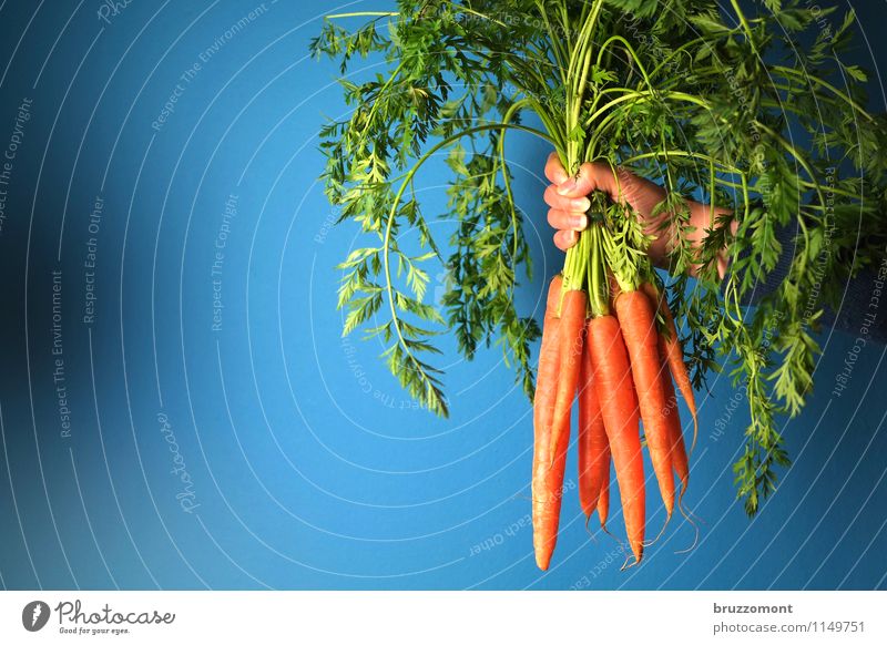 Viel hilft Viel Lebensmittel Gemüse Ernährung Bioprodukte Vegetarische Ernährung Möhre Rohkost Gesundheit Gesunde Ernährung Hand Pflanze Essen frisch lecker