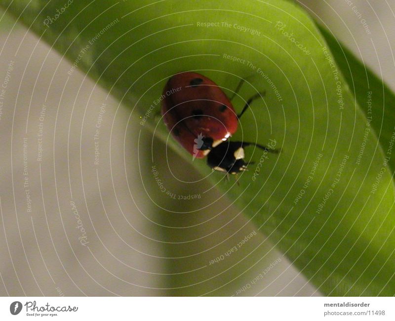 Marienkäfer krabbeln Blatt Pflanze rot schwarz grün Verkehr Punkt
