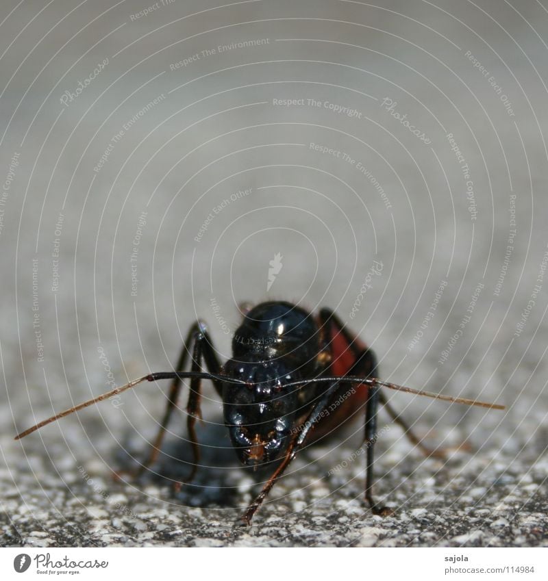 Riesenameise Tier Tiergesicht 1 krabbeln grau schwarz Natur Ameise Insekt Kopf Fühler Auge Kiefer Beine Angriff frontal Gesichtsausdruck Asien Außenaufnahme