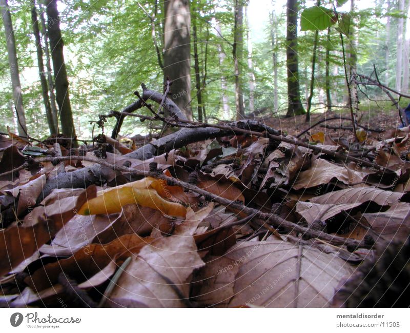 auf dem Waldboden rumkriechen Blatt Baum nass Holz Ast