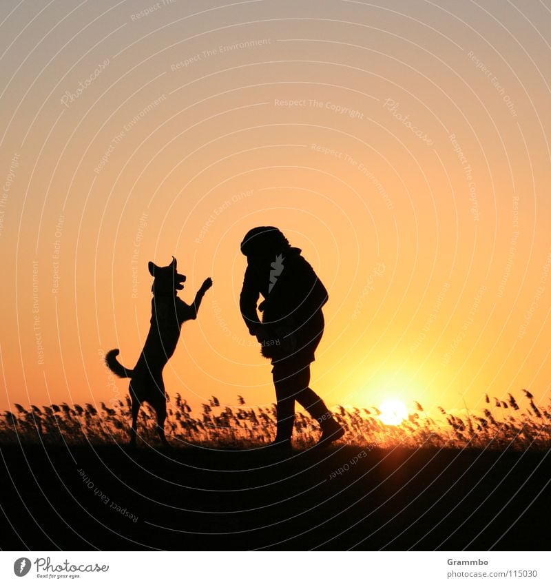 HANDSTAND habe ich gesagt! Hund Frau Abendsonne Gegenlicht Sonnenuntergang gelb rot schwarz Silhouette Gras Usedom Schilfrohr Spielen Abenddämmerung