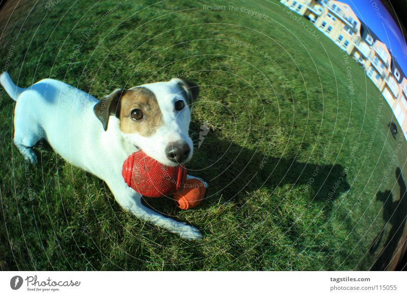 STRETCHED Hund Terrier Spielen Wiese Gras grün weiß braun rot Säugetier Ball Schatten Fischauge Jack-Russell-Terrier Blick in die Kamera Tiergesicht