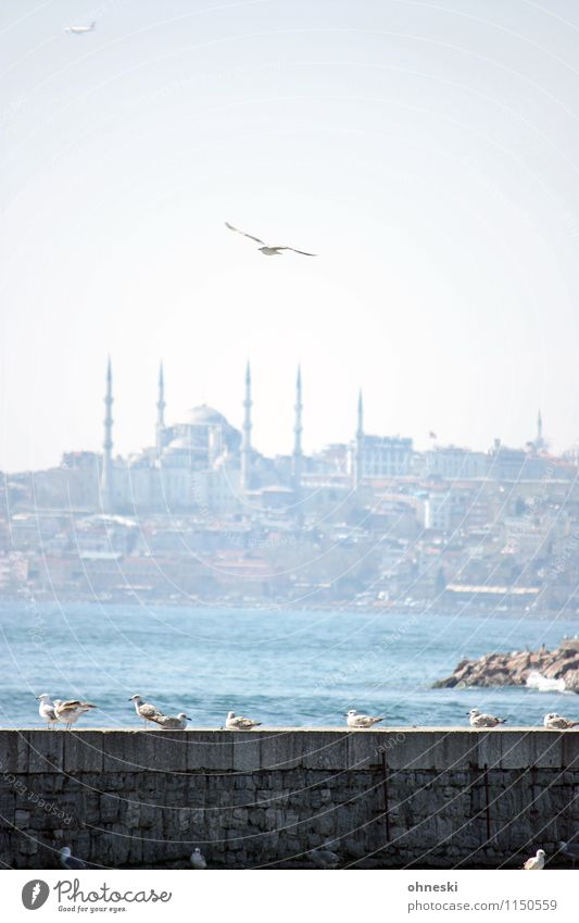 langlebig | Istanbul Küste Meer Marmarameer Türkei Sehenswürdigkeit Blaue Moschee Vogel Möwe Tiergruppe fliegen Ferien & Urlaub & Reisen Bosporus Farbfoto