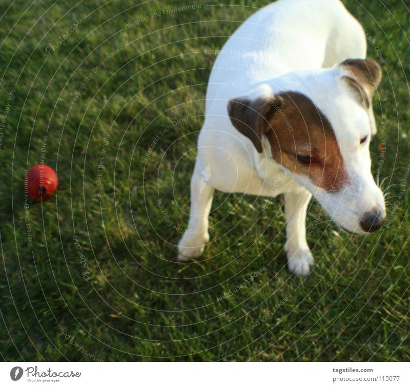 ABGELENKT Hund Russell Terrier Spielen gehen Wiese Gras grün weiß braun rot Neugier unaufmerksam Wachsamkeit Abendsonne hören Gehörsinn Konzentration Ballsport