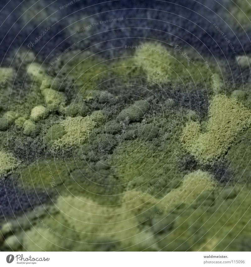 Blühende Landschaften Schimmelpilze Ekel verdorben Landkarte obskur Penicillium Makroaufnahme Nahaufnahme