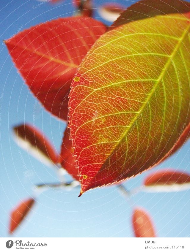 Herbstlaub Blatt Baum Pflanze rot grün gelb September Oktober Jahreszeiten Licht Kraft Vergänglichkeit Himmel blau fallen Lampe Farbe Kontrast färben