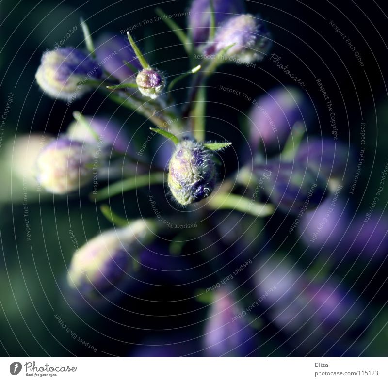 Noch im Wachstum Frühling Makroaufnahme Blume Blühend Pflanze Natur Garten violett weiß zart Unschärfe sprießen Nahaufnahme Blütenknospen