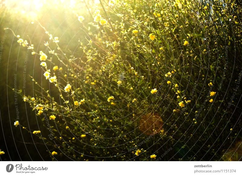 Ranunkel Garten Schrebergarten Kleingartenkolonie Sträucher Pflanze Ranke Blüte Blühend Blume Sonne blenden Gegenlicht Sonnenstrahlen Hahnenfußgewächse hell