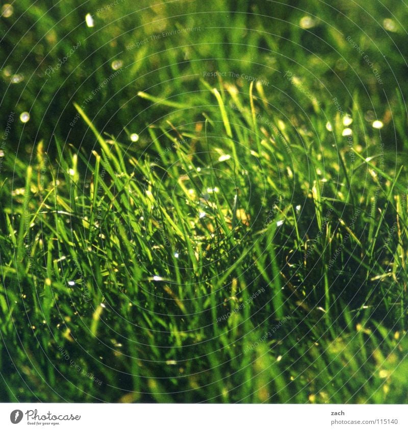 Gras... taumeln grün Bewegung Luft Windzug Windböe Halm Stengel Rauschen Feld Landwirtschaft Wiese Wassertropfen Alm Bö Schilfrohr Rispe Rasen Weide Tau