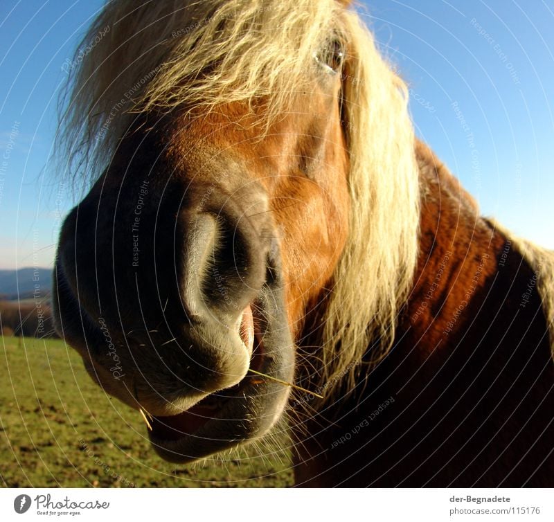 Jolly Jumper Pferd Sauerland Mähne Pferdekopf Nüstern rot Neugier begegnen auslaufen Geruch Freizeit & Hobby Lebensfreude Tier Haustier blond Säugetier schön