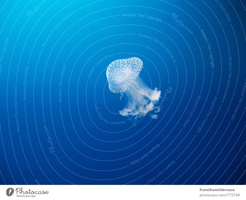 floating Qualle Meer Karibisches Meer tauchen Tier blau Wasser Ocean blue jellyfish water sea diving Schwimmen & Baden
