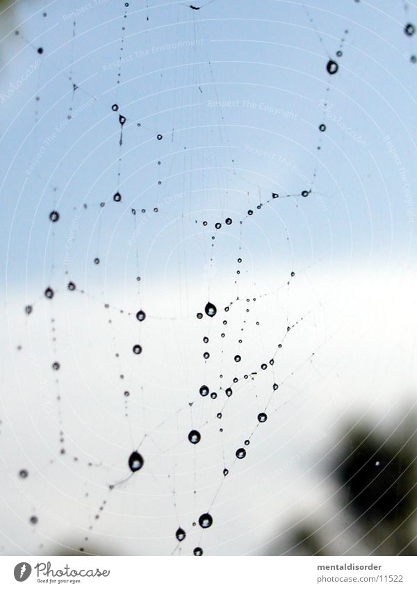 guten Morgen(tau) Spinnennetz Wassertropfen Seil Himmel Nahaufnahme