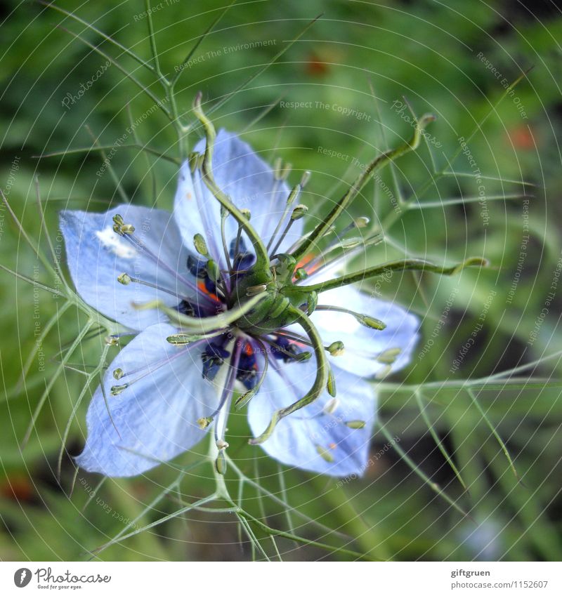 nigella damascena Pflanze Sommer Blume Blüte Garten Wiese Blühend Wachstum ästhetisch schön Gefühle Glück Lebensfreude Jungfer im Grünen blau Blütenblatt