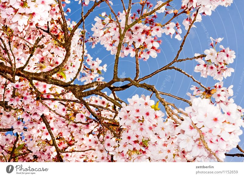 Edelkirsche Kirsche Kirschblüten Blüte Blühend Blume Frühling Baum Ast Zweig Himmel Blitzlichtaufnahme Textfreiraum Hintergrundbild Wolkenloser Himmel Sonne