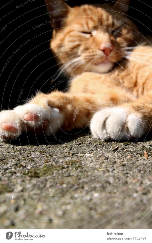 bald is wochenende, kinners... Katze Fell genießen liegen schlafen träumen Coolness kuschlig schön orange Zufriedenheit Geborgenheit Tierliebe geduldig ruhig
