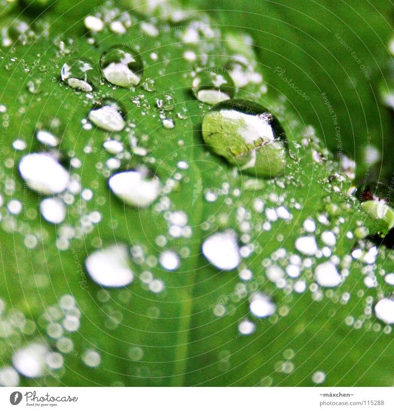 Tröppeln grün Blatt glänzend Reflexion & Spiegelung Licht Tiefenschärfe Unschärfe weiß feucht nass ruhig stagnierend trocknen schön Wassertropfen