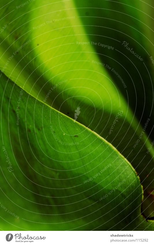 Blattgrün Banane knackig Tiefenschärfe Topfpflanze Ernährung Dinge beeinflussen Umweltschutz retten Urwald Sträucher Amerika Südamerika Mittelamerika Panama