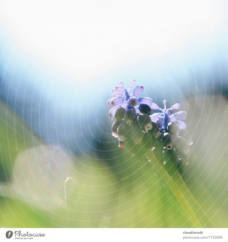 Perlblume Natur Pflanze Frühling Schönes Wetter Blume Gras Traubenhyazinthe Garten Blühend blau grün Frühblüher durchsichtig Blendenfleck Blendeneffekt