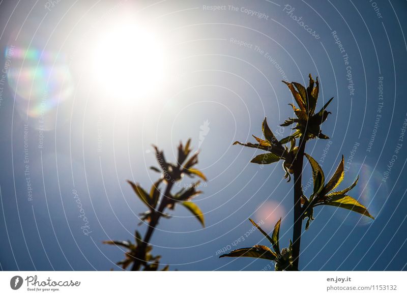 Solarenergie Leben harmonisch Wohlgefühl ruhig Garten Natur Pflanze Wolkenloser Himmel Sonne Sonnenlicht Frühling Sommer Blatt Kirschbaum Blattknospe