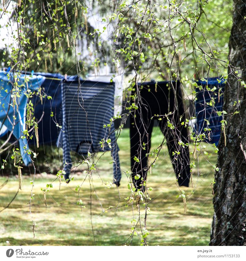luftgetrocknet Häusliches Leben Garten Sonnenlicht Frühling Sommer Schönes Wetter Baum Gras Birke Bekleidung Hose Pullover Schlafanzug Wäscheleine hängen lustig