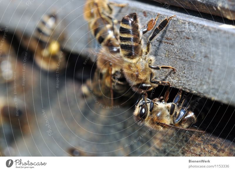 Nektaruebergabe Tier Nutztier Wildtier Biene 2 füttern außergewöhnlich fantastisch Gesundheit braun gelb gold grau schwarz silber Willensstärke Wachsamkeit