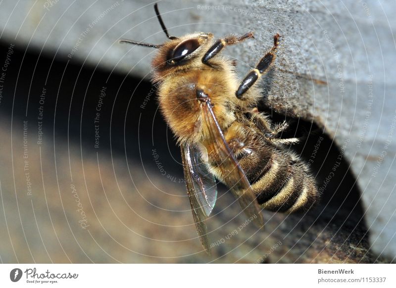 Biene - Apis mellifera Tier Nutztier 1 kuschlig stachelig braun gelb gold schwarz silber fleißig diszipliniert Ausdauer Reinlichkeit Sauberkeit Reinheit Angst