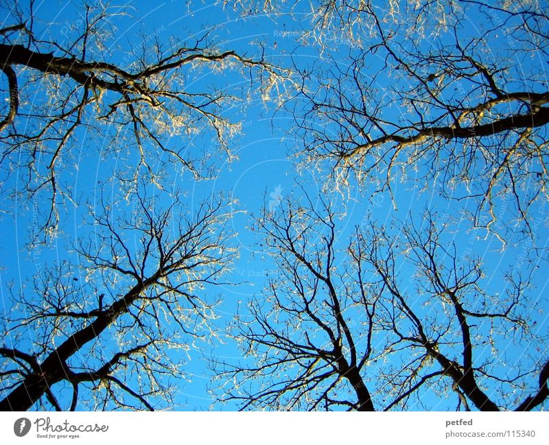 Wipfeltreffen Winter Baum Baumkrone Gipfel Geäst kalt frisch genießen Himmel blau hoch Ast Spaziergang Natur frei Schatten