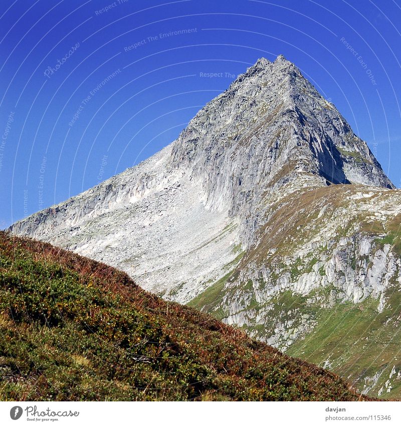 Schweizer Bergspitze Sommer massiv ruhig Macht grau Gipfel Geröll Blume Berge u. Gebirge Bergkamm Spitze Felsen Baumgrenze blau Himmel