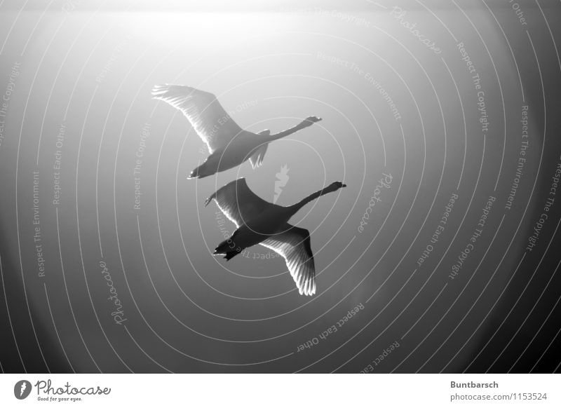zu zweit fliegen Natur Tier Himmel Wolkenloser Himmel Schönes Wetter Wildtier Vogel Schwan Flügel 2 Tierpaar Bewegung Zusammenhalt Schwarzweißfoto Außenaufnahme