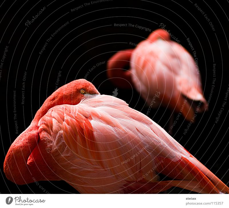Don't look at me Vogel rosa Zoo Flamingo Farbe verstecken Auge