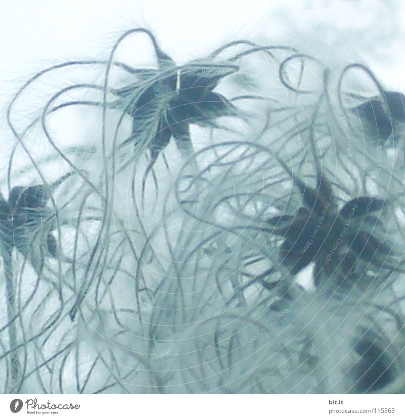 STERNENNEBEL II schön Winter Umwelt Pflanze Himmel Nebel Blume Blüte Netzwerk weich blau grau weiß bizarr chaotisch einzigartig geheimnisvoll komplex leicht