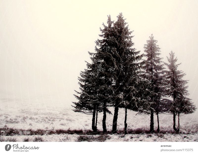 Oh Tannenbaum Nebel kalt Wiese ruhig Einsamkeit Stimmung Winter Schnee Landschaft