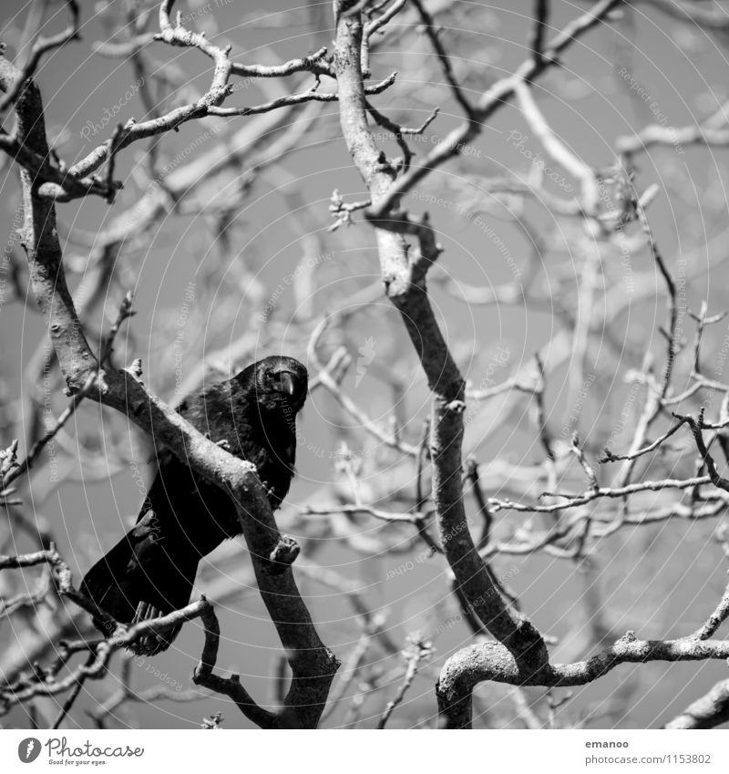 Ich hab auf dich gewartet Natur Landschaft Pflanze Tier Baum Wildtier Vogel Flügel 1 fliegen Blick sitzen warten dunkel listig natürlich oben klug schwarz