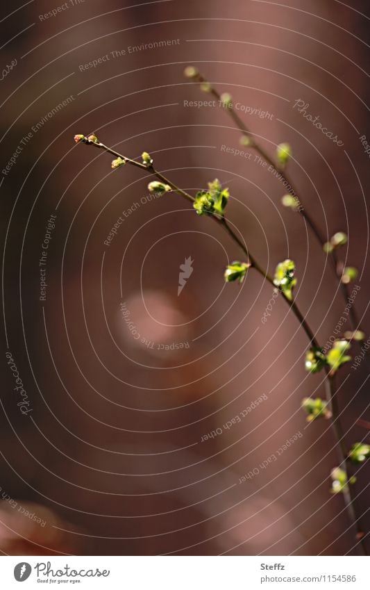 Frühlingszweige im April Frühlingserwachen junge Triebe neue Triebe zarte Blätter Jungpflanze Jahreszeiten Kreislauf der Natur Blattknospe Zweig