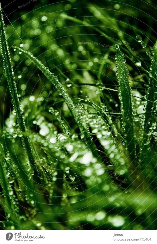 Nach dem Regen feucht frisch Froschperspektive glänzend Gras grasgrün Halm Tau nass saftig Wassertropfen Wiese Berge u. Gebirge gäser Amerika Makroaufnahme