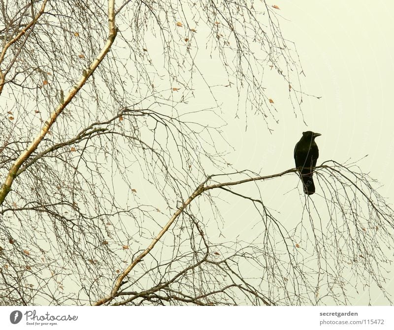 abrakadabra Krähe Rabenvögel Vogel Baum Blatt laublos Winter Herbst hocken hockend Raum schlechtes Wetter Wolken ruhig Erholung Trauer Langeweile Pause