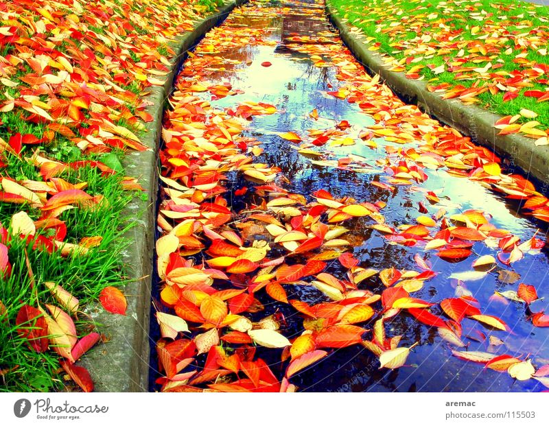 Blätterfluss Blatt Bach Herbst Gras Herbstlaub Farbe Fluss Abwasserkanal Wasser Im Wasser treiben