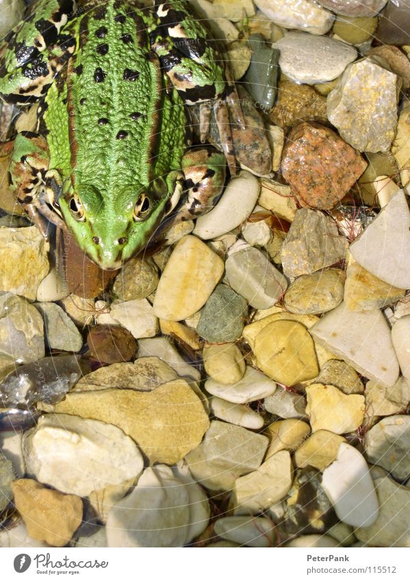 green monster grün Teich nass Kieselsteine Tier klein Glätte springen hüpfen Lebewesen Monster Frogger grell knallig See Gartenteich kalt ruhig Außenaufnahme