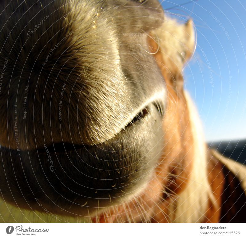 Jolly Jumper II Pferd Sauerland Mähne Pferdekopf Nüstern rot Neugier begegnen auslaufen Geruch Freizeit & Hobby Lebensfreude Tier Haustier blond Bart Lippen