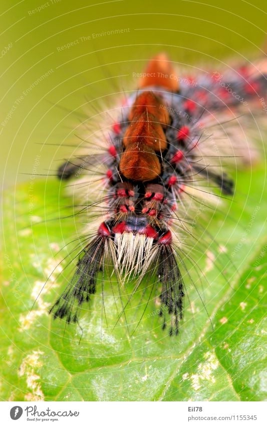 Schlehen-Bürstenspinner Natur Tier Schmetterling Raupe 1 Fröhlichkeit Zufriedenheit Lebensfreude Frühlingsgefühle Schlehen-Bürstenspinnerraupe mehrfarbig