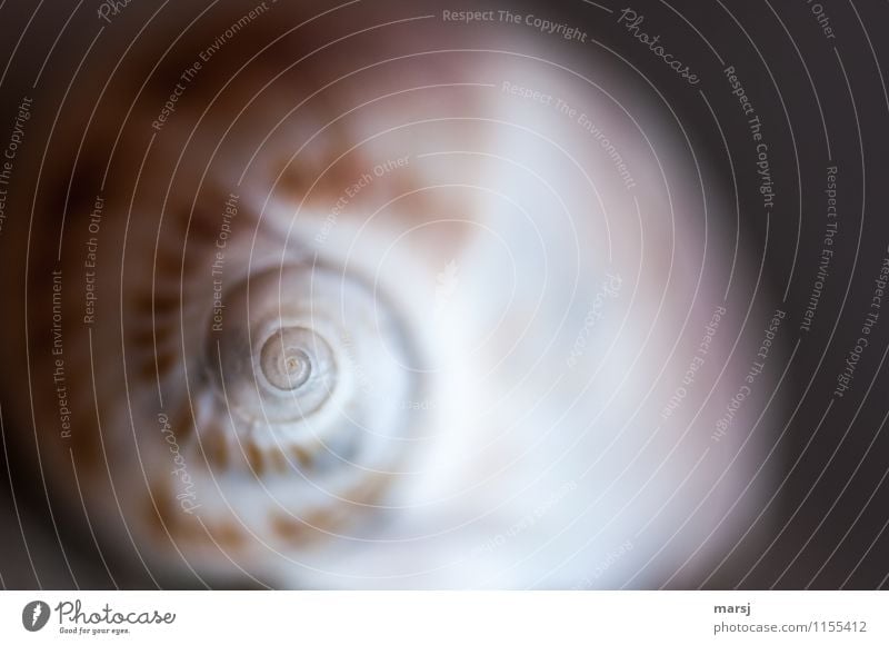 Schau nicht zu lange hin Leben harmonisch Sinnesorgane ruhig Meditation Schneckenhaus Spirale einfach natürlich gedreht drehen hypnotisierend Natur