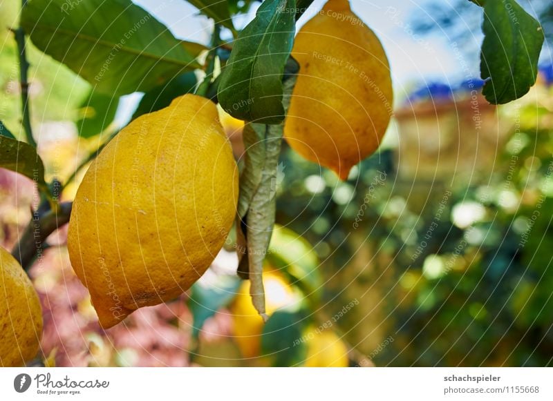 Zitrone frisch Lebensmittel Frucht Baum Zitronenbaum Gesundheit saftig braun gelb grün genießen Vitamin Vitamin C Farbfoto Außenaufnahme Menschenleer Tag