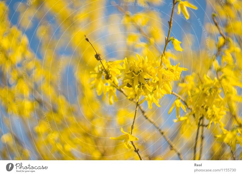 Gelb Natur Pflanze Himmel Wolkenloser Himmel Frühling Schönes Wetter Sträucher Zweige u. Äste Blütenblatt Blühend Wachstum blau gelb Frühlingsgefühle Unschärfe