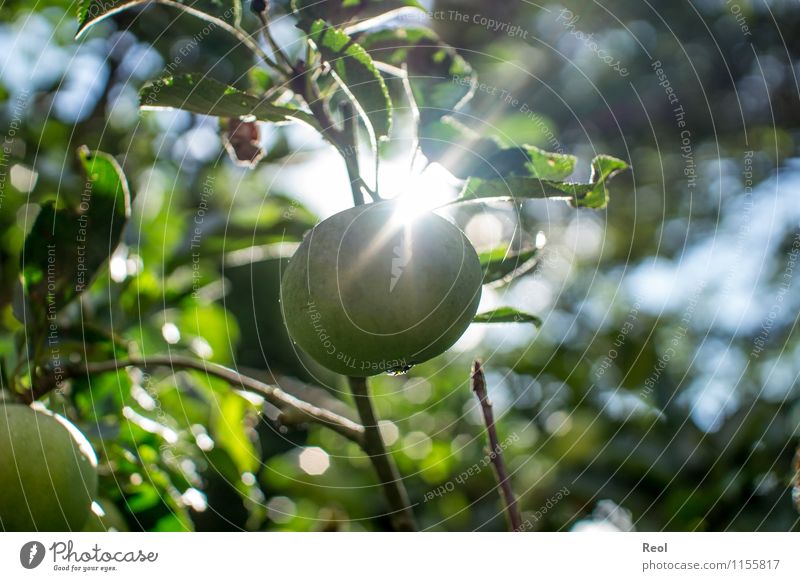 Apfel Lebensmittel Natur Sonne Sonnenlicht Herbst Pflanze Baum Nutzpflanze Apfelbaum reif Obstbaum Essen grün Gesunde Ernährung Gesundheit Sonnenstrahlen