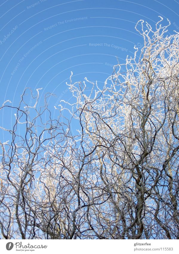weißblaue geschichten frieren Baum kalt Korkenzieher-Weide Abzweigung Winter November Dezember Januar schön Frost Ast Schnee Eis Himmel Wetter