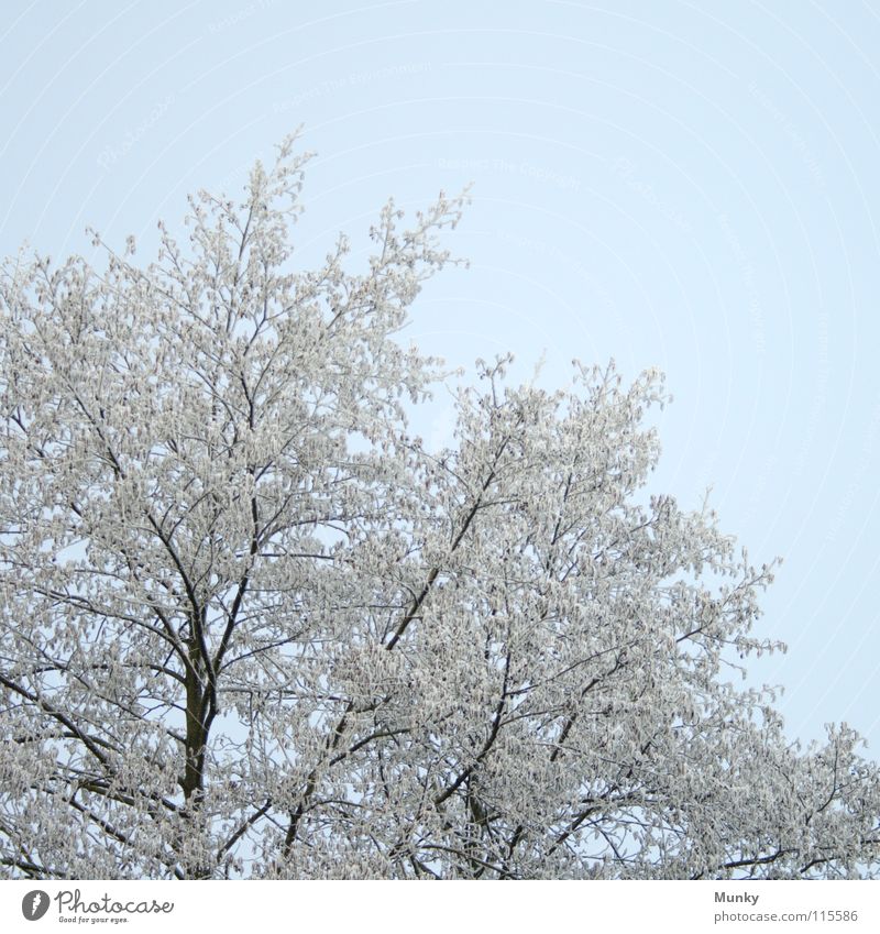Willkommen, Winter II kalt Herbst Baum Baumrinde weiß schwarz braun verzweigt Himmel Munky Bramsche Tod Zweig Äaste Baumstamm Strommast Strukturen & Formen blau
