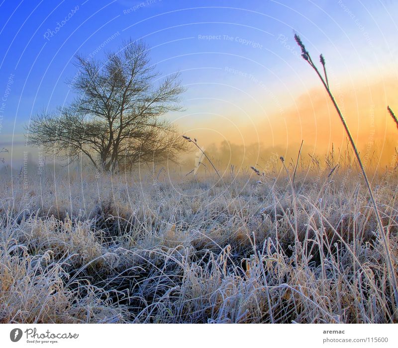 Dauerfrost Baum Feld Wiese Sonnenaufgang Nebel Gras Winter Landschaft Seil