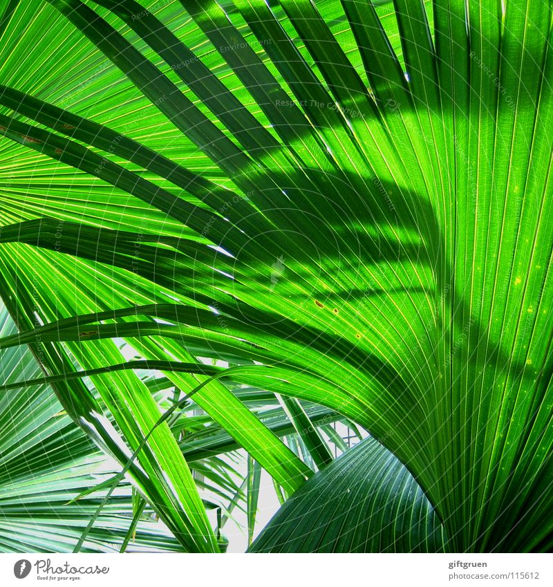 grüner geht's nimmer! Palme giftgrün Pflanze Botanik Muster Farbe Sommer Schatten Natur Strukturen & Formen