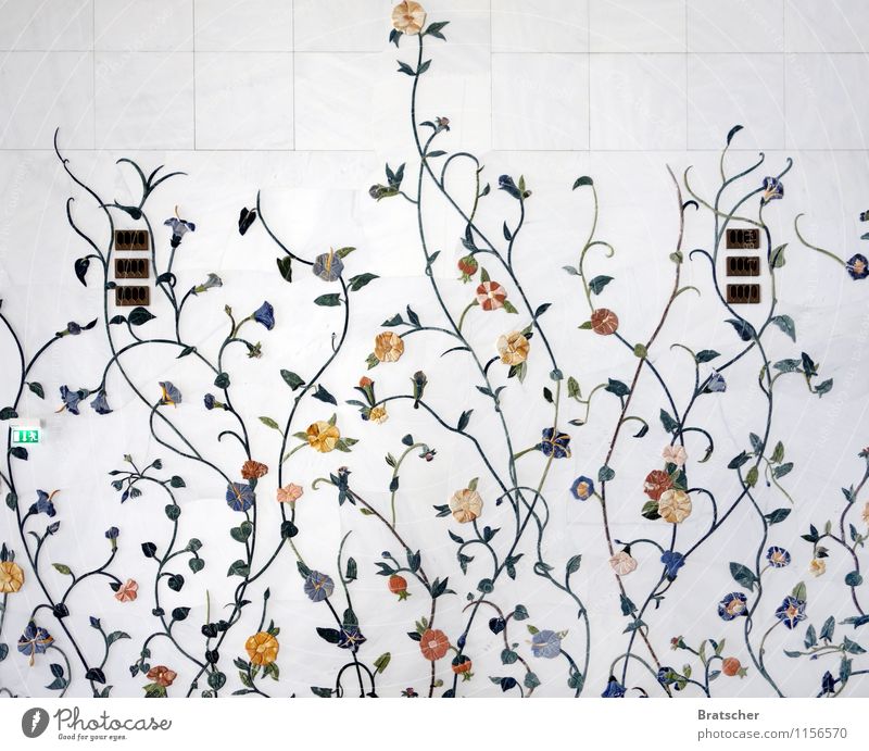Frühling lässt sein weißes Bad... Pflanze Blume Blatt Blüte Grünpflanze exotisch Architektur Mauer Wand Ornament ästhetisch glänzend Natur Farbfoto